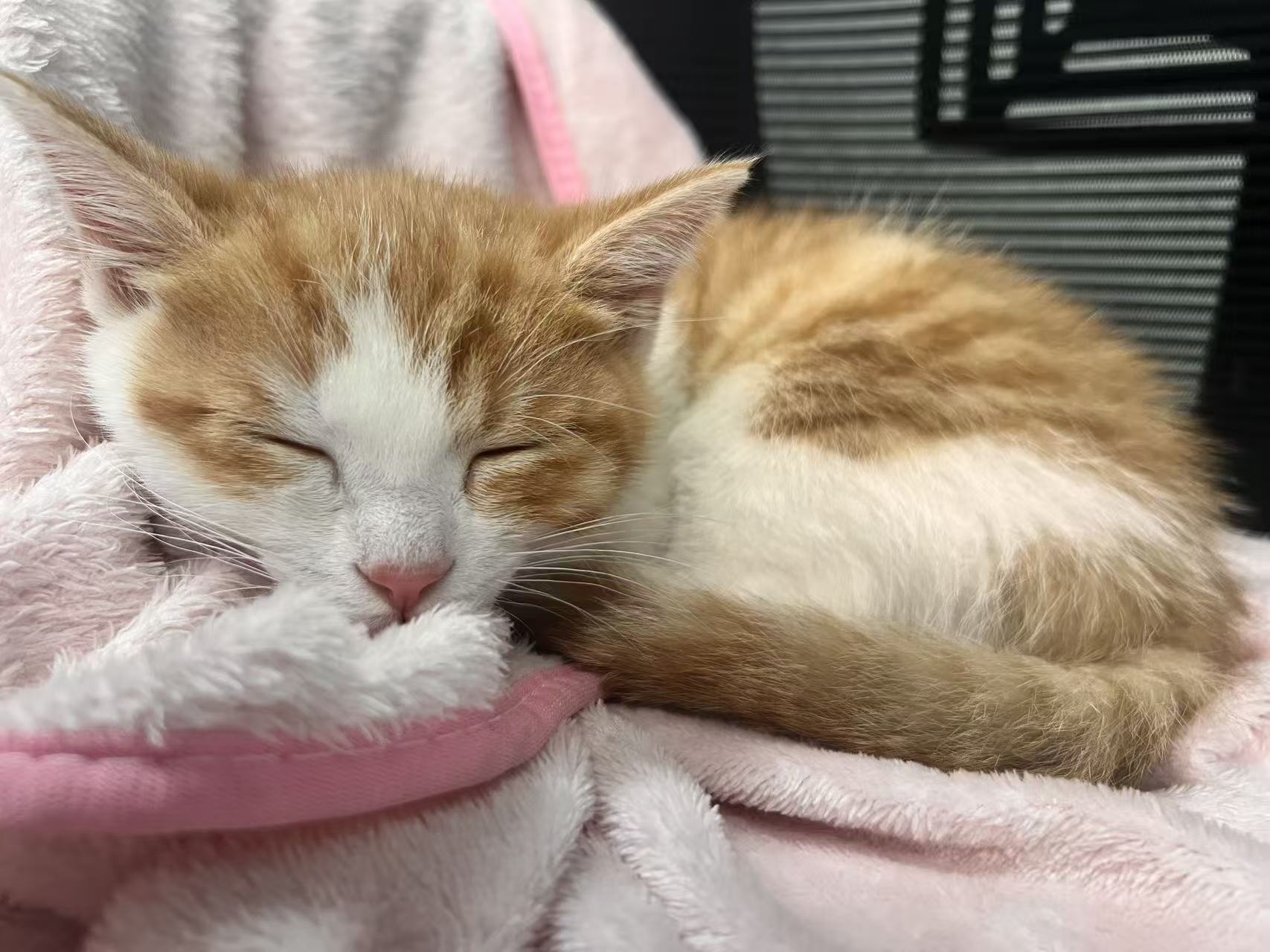 Meet Strudel: How a Little Orange Kitten Found His Forever Home (And Our Hearts)