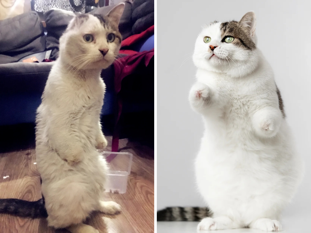 Animal Rescue Donation