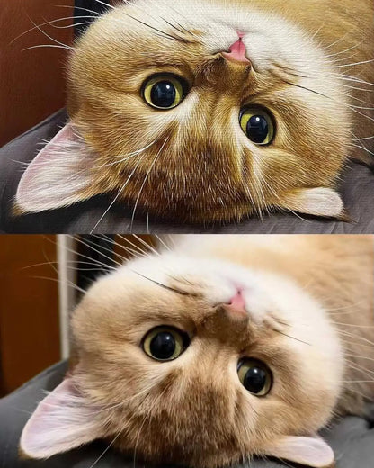 Side-by-side comparison of a pet photo and its hand-painted realistic oil masterpiece by Bolapawzi.