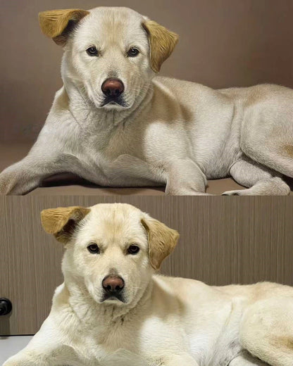 Side-by-side comparison of a dog photo and its hand-painted realistic oil masterpiece by Bolapawzi