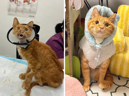 Animal Rescue Donation