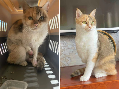 Animal Rescue Donation